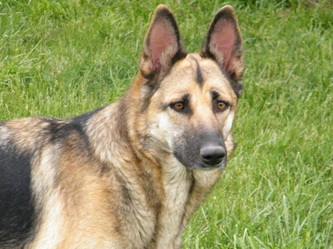 Just a note about River:   This is a picture of my first dog and the foundation of and inspiration for my breeding program.  Zwilligen's River of Rin Tin Tin was a truly amazing dog and I miss her so much.  Her pups, grandpups, great grand pups and great great grand pups are scattered around the world.  She gave me purpose.